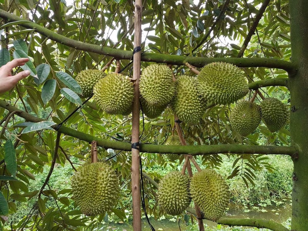 Vườn sầu riêng